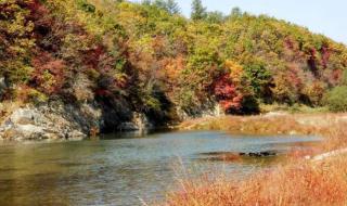 忘不了鱼多少钱一斤 忘不了鱼多少钱一斤