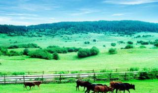重庆仙女山旅游攻略 重庆仙女山旅游攻略