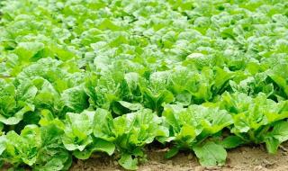 韩国大白菜62元一颗 韩国大白菜62元一颗