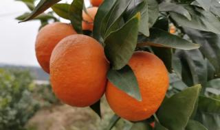 重庆沃柑苗 重庆沃柑苗