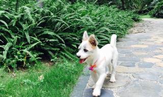 深圳狗狗免费领养