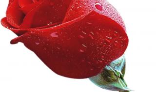 永远娇艳的玫瑰 永远娇艳的玫瑰